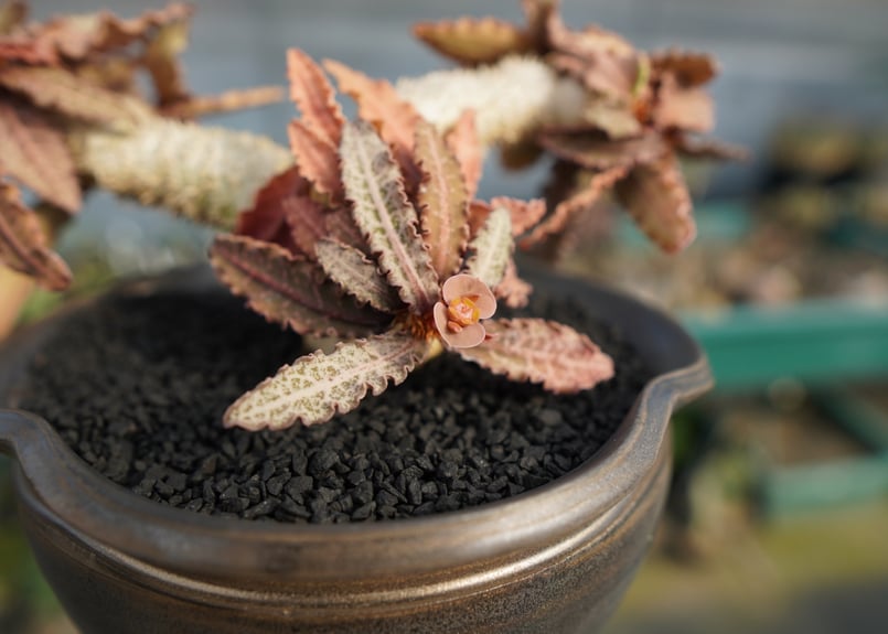 ユーフォルビア フランコイシー Euphorbia francoisii | mana's