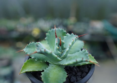 アガベ　イシスメンシス　Agave Isthmensis　No.1