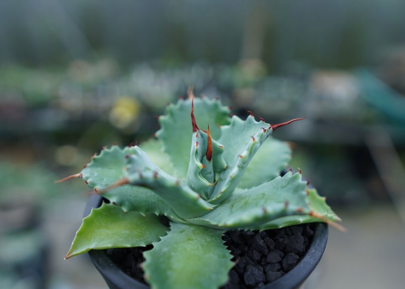 アガベ イシスメンシス Agave Isthmensis No.1 | mana's farm