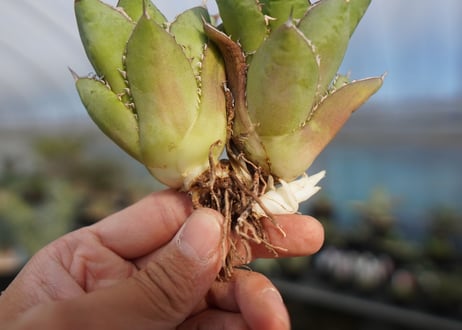 agave titanota 剣竜　No.2