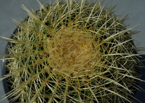 金鯱　Echinocactus grusonii No.1