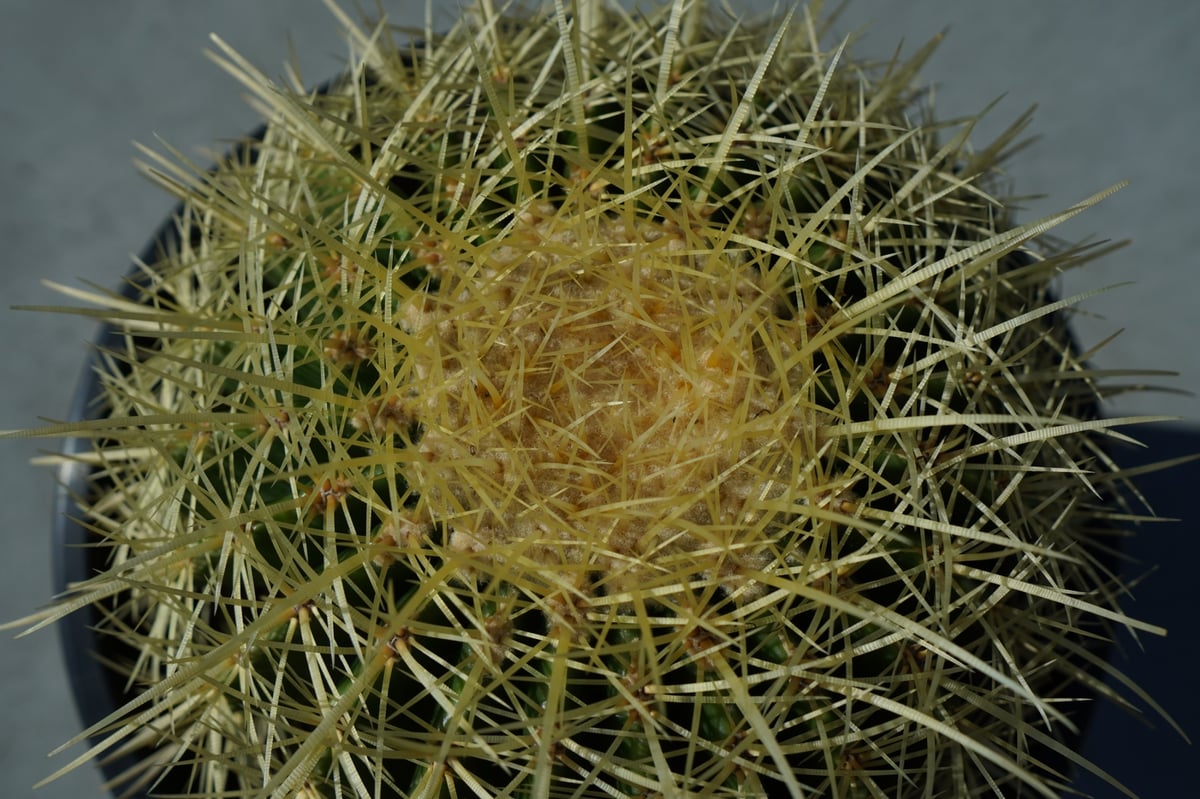金鯱（Echinocactus grusonii） 金鯱 Echinocactus grusonii No.1 | mana's farm:塊根植