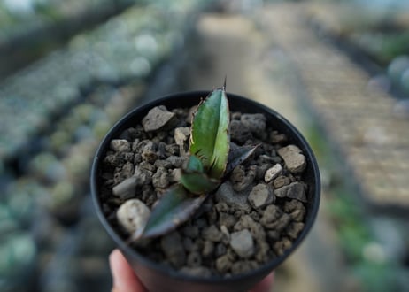 アガベ　チタノタ　 ブラックアンドブルー 　Agave titanota black and blue No.4