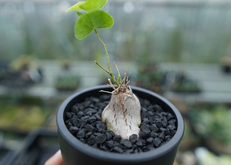 ディオスコレア　シルバティカ　Dioscorea sylvatica