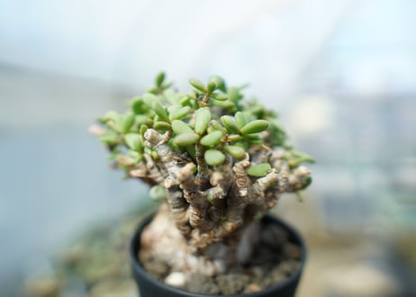 ケラリア　ピグマエア　Ceraria pygmaea  No.3