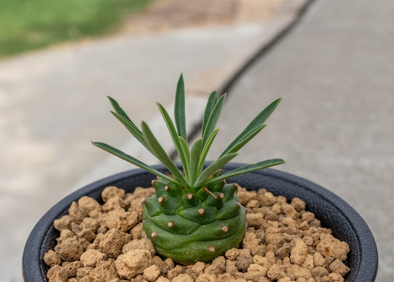 ユーフォルビア オベサ鉄甲 | mana's green:塊根植物販売|マナズ ユーフォルビア オベサ鉄甲 | mana's green:塊根植物販売|マナズ