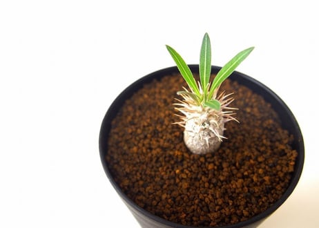 パキポディウム イノピナツム　Pachypodium inopinatum no.3