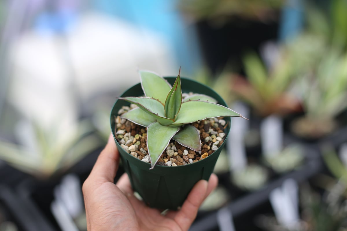 アガベ インプレッサ | mana's farm:塊根植物・アガベ・ドライガーデン