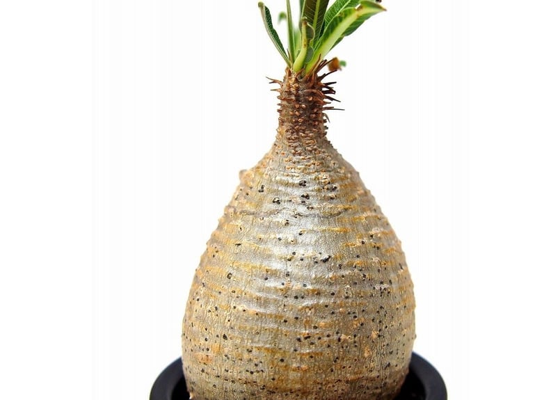 Pachypodium Gracilius パキポディウム グラキリス №7 little