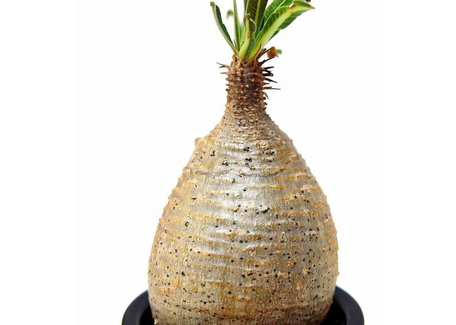 5812e7b9100315c38f0065c7