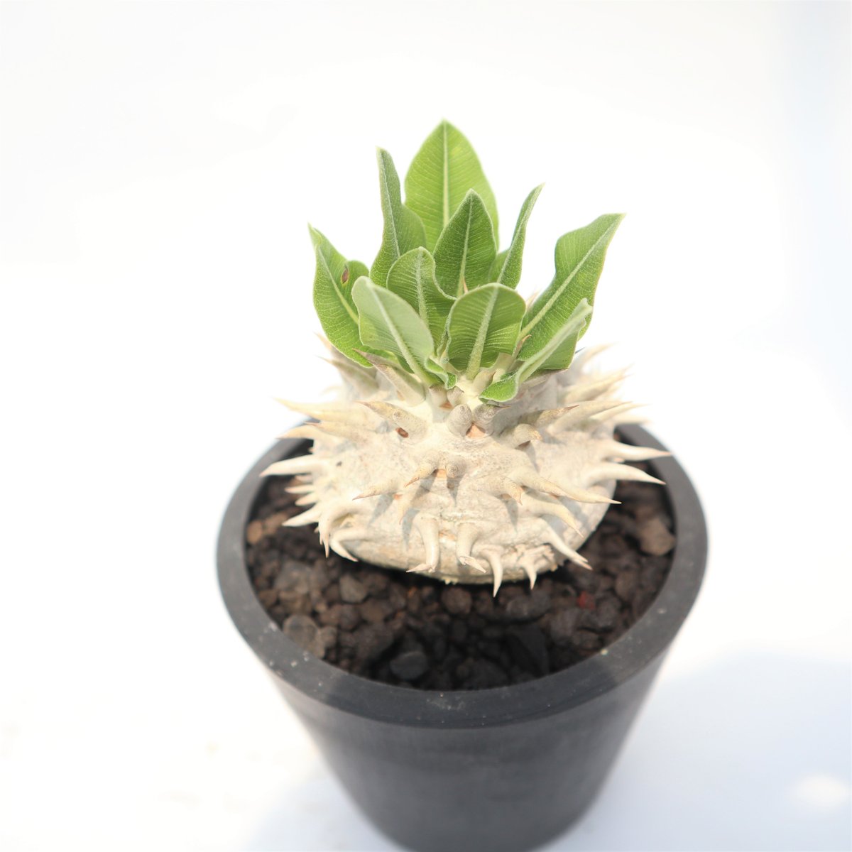 パキポディウム 恵比寿笑い 実生 №5 | mana's farm:塊根植物・アガベ