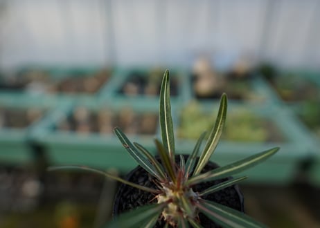 パキポディウム　グラキリス　 Pachypodium Gracilius  No.4