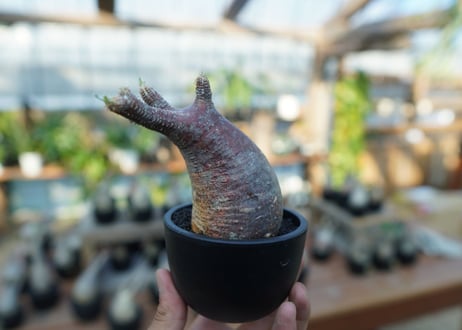 【未発根】パキポディウム　グラキリス　 Pachypodium Gracilius  No.16
