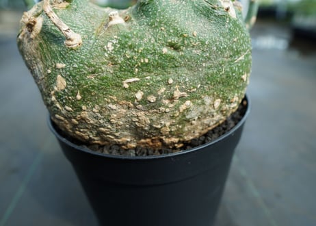 アデニア　グロボーサ　Adenia globosa