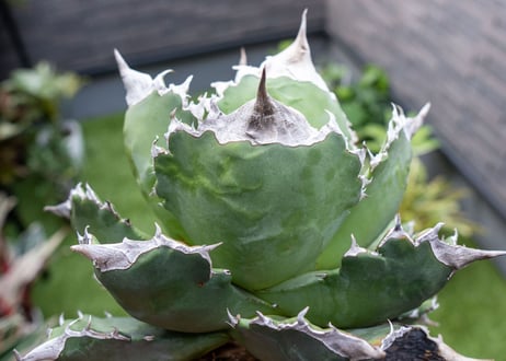 Agave White flame 白火焔
