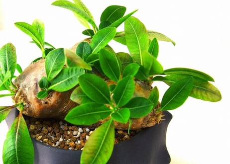 Pachypodium brevicaule　パキポディウム 恵比寿笑い