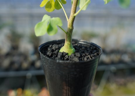 アデニア　グラウカ　Adenia glauca  No.1