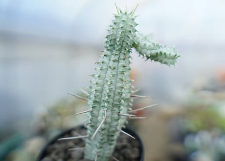 ユーフォルビア　ミルクトロン　Euphorbia mammillaris cv. variegat　No.3