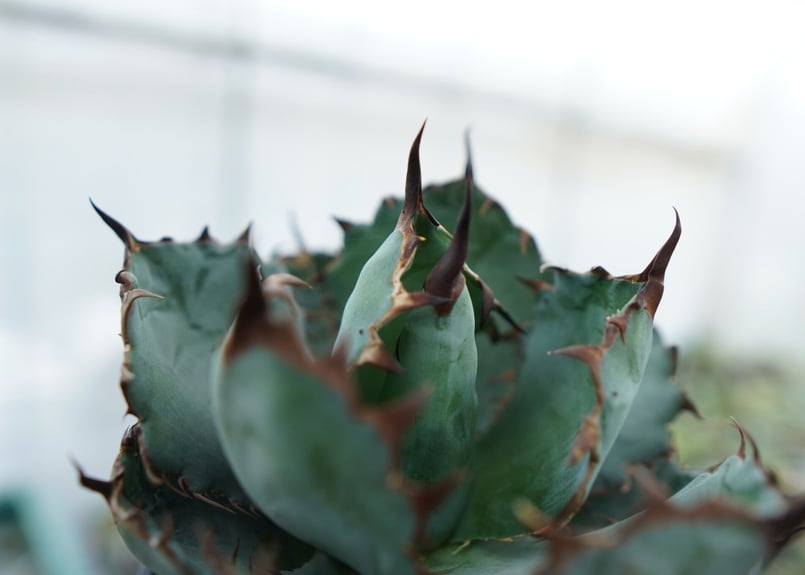 アガベ チタノタ ブラックアンドブルー Agave titanota black and