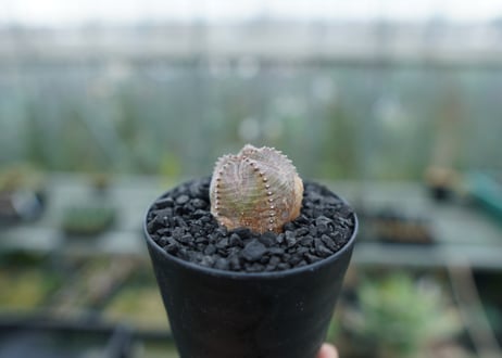 ユーフォルビア　オベサブロー　Euphorbia ObesaBlow  No.1