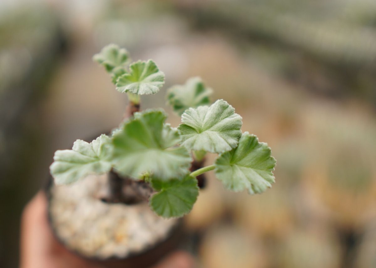 【希少】ペラルゴニウム ミラビレ 発根済 良型 樹形美 塊根植物 手のひら状葉⑨ ペラルゴニウム ミラビレ | mana's farm:塊根植物・アガベ・ドライ