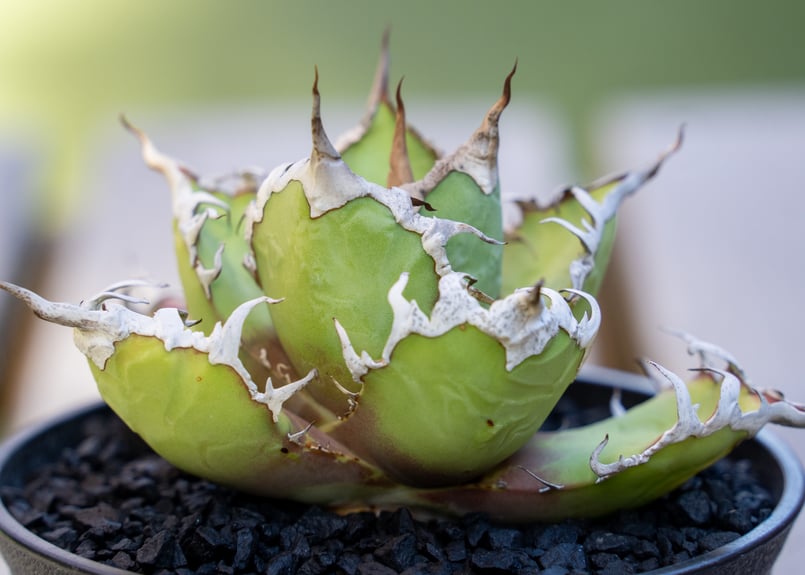 アガベ シーザー МⅭ03 | mana's farm:塊根植物・アガベ・ドライ