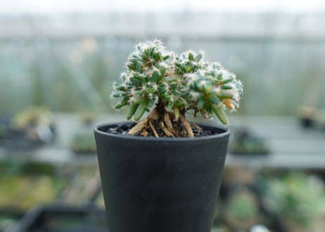 トリコディアデマ　デンサム　Trichodiadema densum  No.2