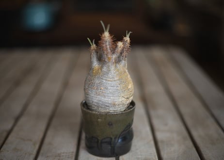 グラキリス　 Pachypodium Gracilius