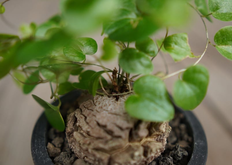 亀甲竜 モンタナ Dioscorea elephantipes var. montana |
