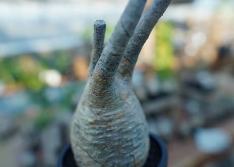 【未発根】パキポディウム　グラキリス　 Pachypodium Gracilius  No.22