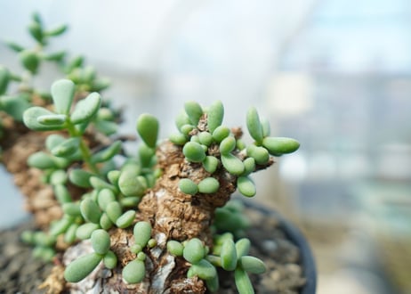 ケラリア　ピグマエア　Ceraria pygmaea 　No.10