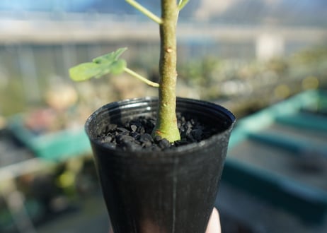 アデニア　グラウカ　Adenia glauca  No.2