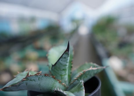 アガベ　チタノタ　ブルー　Agave Titanota Blue　No.3