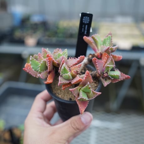 紅蓮地獄 ハイブリッド フォーカリア 多肉植物 1293 フォーカリア 紅蓮地獄ハイブリッド 植物