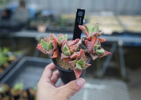 フォーカリア