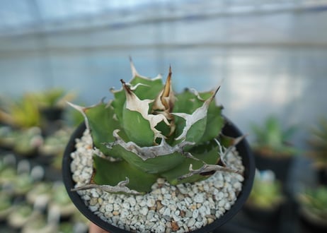 agave titanota 獅子光　lion light