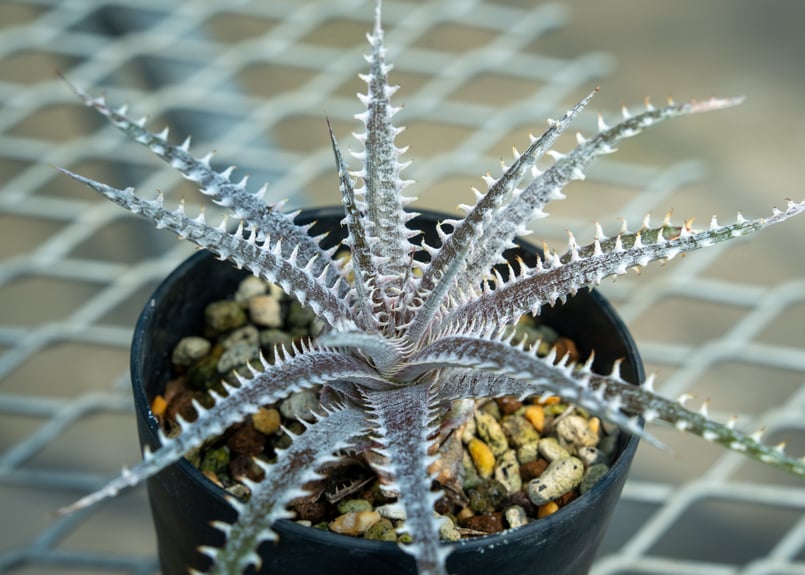 ディッキア | mana's farm:塊根植物・アガベ・ドライガーデン植物販売