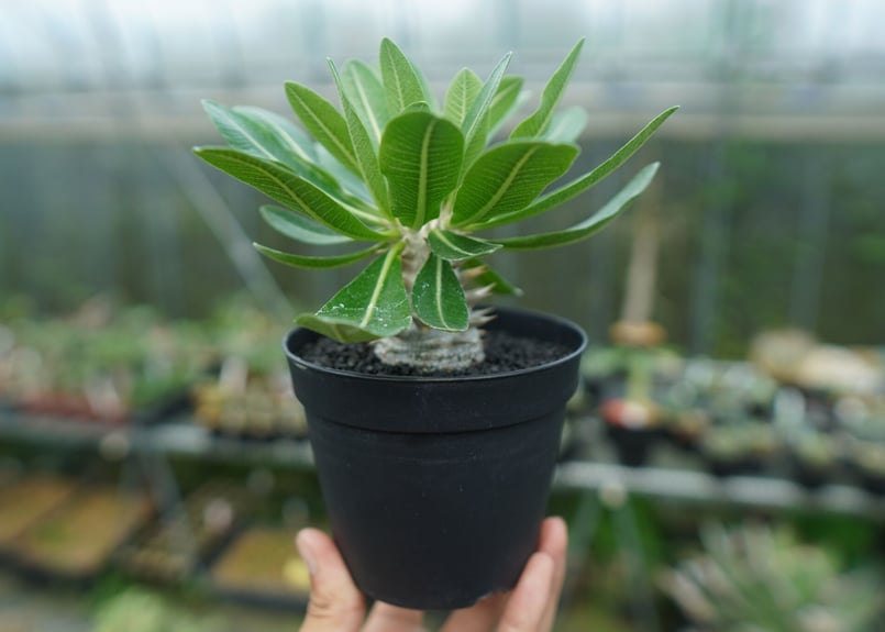 多肉植物】パキポディウム 恵比寿大黒 9 【公式通販】