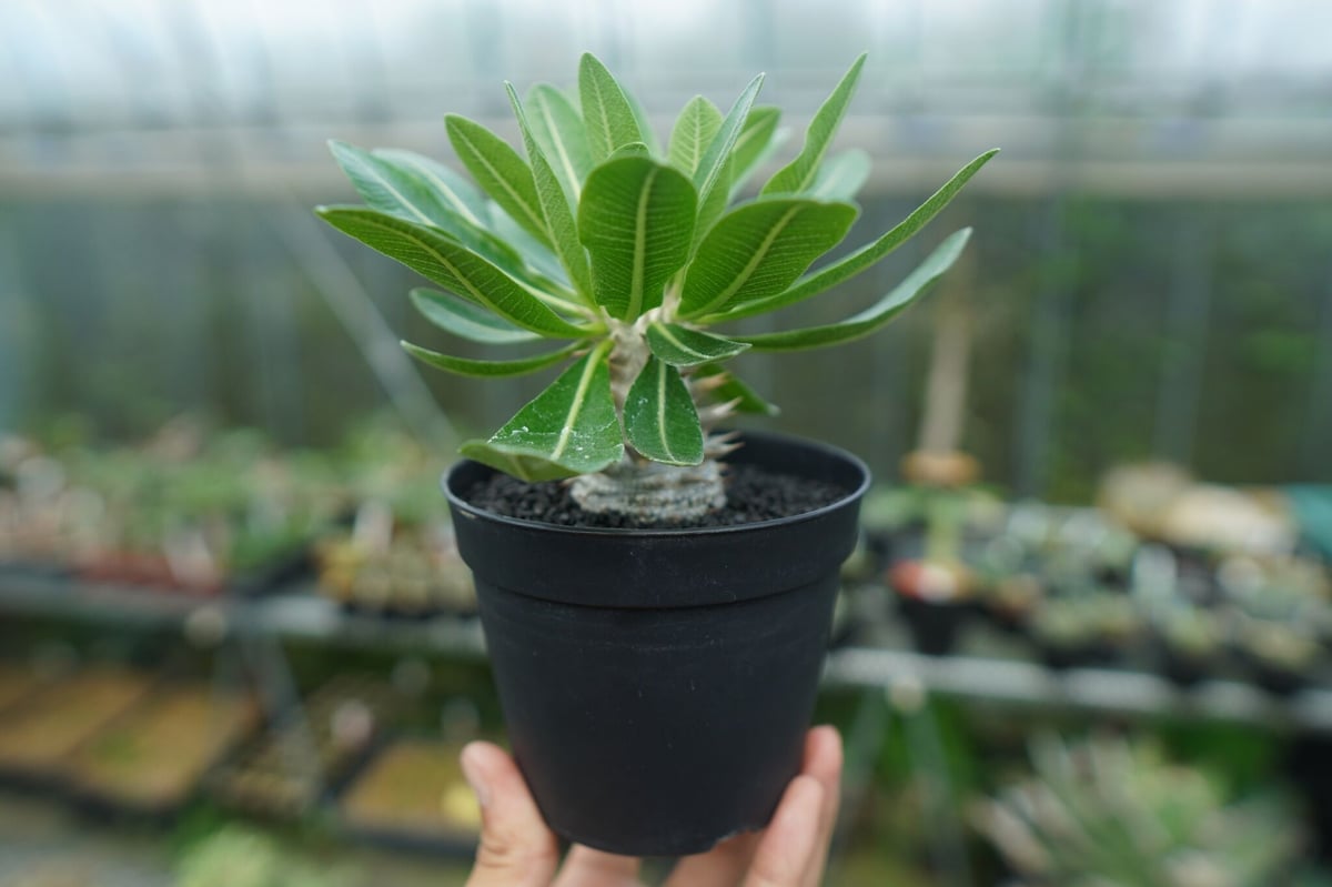 【多肉植物】パキポディウム　恵比寿大黒　９ パキポディウム 恵比寿大黒 Pachypodium Densicaule No.9 | man