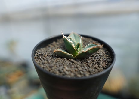 アガベ　チタノタ　狼人　agave titanota "狼人"　No.1