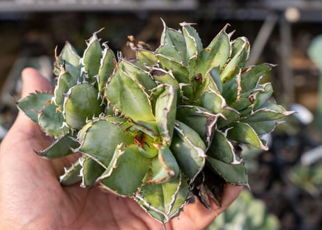 Agave titanota filigree No.2