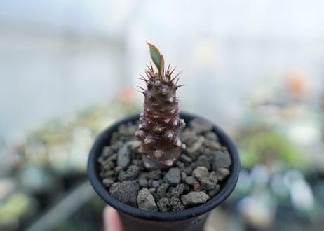 ユーフォリビア　パキポディオイデス　Euphorbia pachypodioides