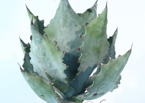 Agave colorata