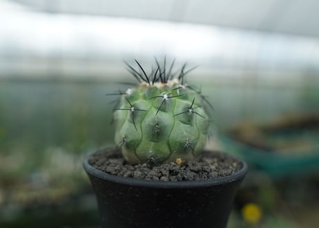 コピアポア　モンタナ 　”妖鬼玉”　Copiapoa montana