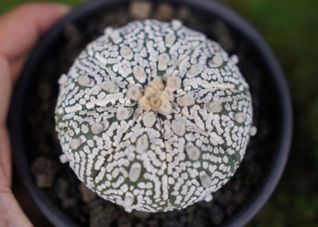 アストロフィツム　スーパー兜 Astrophytum asterias 'Super Kabuto'