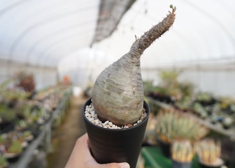 パキポディウム　グラキリス　 Pachypodium Gracilius