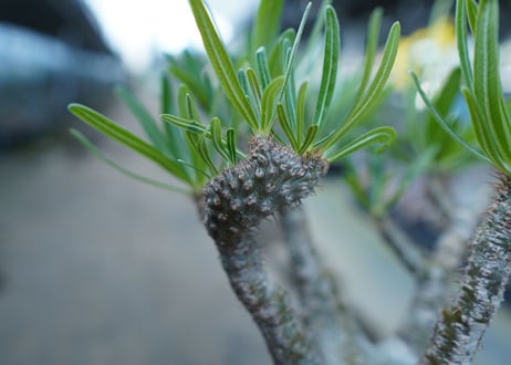 パキポディウム　グラキリス　 Pachypodium Gracilius