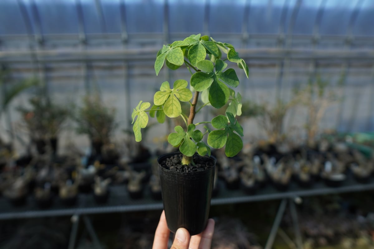 アデニア グラウカ Adenia glauca No.2 | mana's farm:塊根植