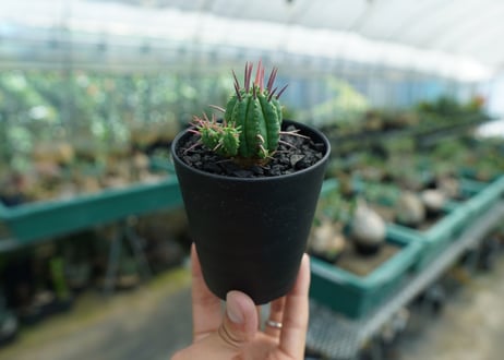ユーフォルビア　フェロックス　Euphorbia ferox  No.1