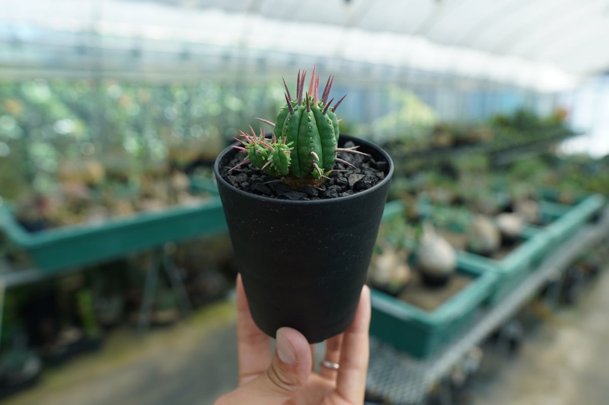 ユーフォルビア　フェロックス　大型株 楽天市場】観葉植物 多肉植物 ユーフォルビア フェロックス